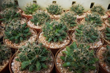 Little cactus pot plant for garden decoration