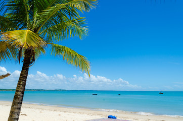 view of the beach with a beautiful sea and blue sky, some clouds, a green coconut tree composing the scene and canoes along the sea.