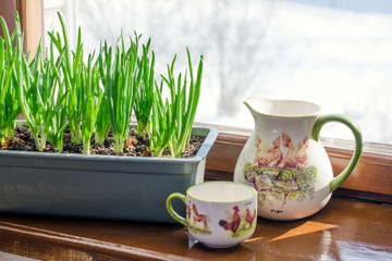 Green onion growing in the box on the window. DIY. The concept of healthy organic food. Non-GMO.