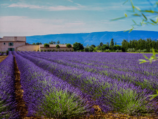 Naklejka na ściany i meble Lavender fields in the Luberon