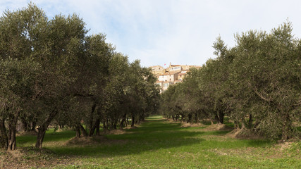 village de Miramas-le-Vieux entre rang&eacute;es d'oliviers