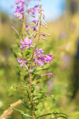 Green juicy grass and gentle violet flowers in the field on a sunny day