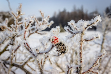 Frozen Rose Hip bush