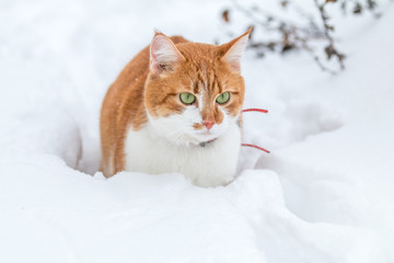 Cut red-white cat playing on white snow surface