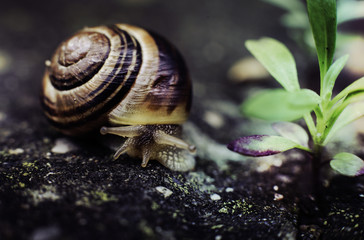 schnecke auf der treppe makro