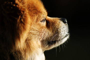 Hund der Rasse Elo im Sonnenlicht