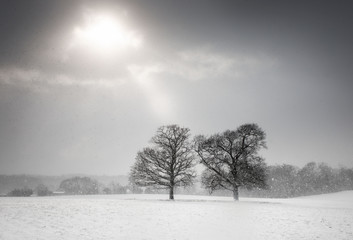 Two trees in a snow covered landscape