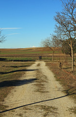 Road in the park, in winter