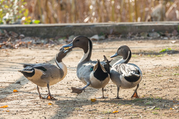 Spießenten im Ueno-Park in Tokyo, Japan