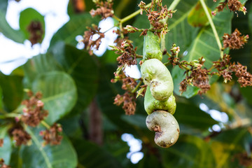 Fototapeta premium Young Cashew is on the tree.
