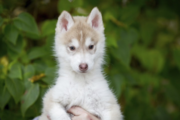 portrait of a cute fluffy husky puppy sitting on his arms looking in the side