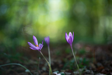 Crocuses grow in forest, beauty in nature. Saffron.
