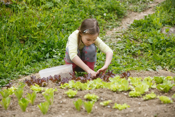 Little girl planting young salad seedlings in spring, helping with gardening. Education for life, home fun concept. 