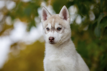 beautiful portrait of a furry husky puppy sitting against a background of green leaves