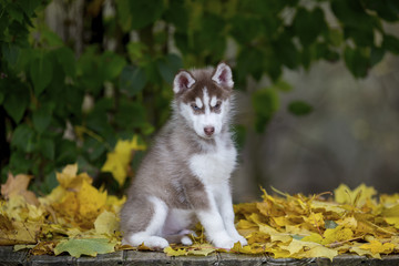 beautiful portrait of a furry husky puppy sitting on a yellow leaf background
