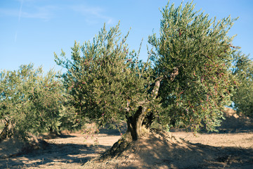 Spanish olive grove. Olive's tree is growing in mediterranean garden ready to harvest, soft focus, image toned.