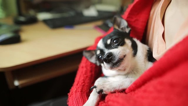 Young woman in a red jacket at home room with a sleeping chihuahua or toy-terrier. Little dog relaxing while his misstress chatting in internet.