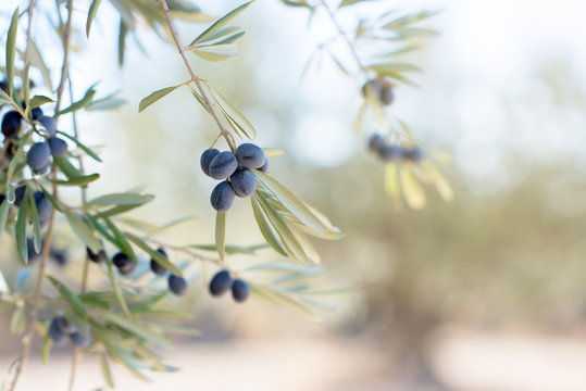 Spanish olive grove, branch detail. Raw ripe fresh olives growing in mediterranean garden ready to harvest, soft focus.
