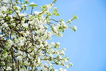 Apple blossoms. Blooming apple tree branch with large white flowers. Flowering. Spring. Beautiful natural seasonsl background with apple tree's flowers.