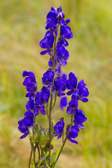 Blue monkshood - Aconitum plicatum