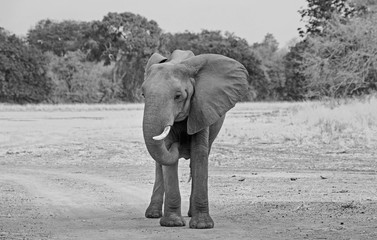 Large African Elephant in black & white standing on the plains in South Luangwa National Park
