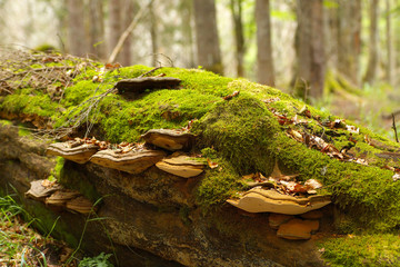 Tinder fungus decomposting an old lying trunk of beech