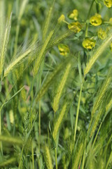 Green variety of herbs