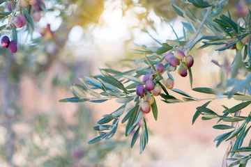 Papier Peint photo Olivier Jardin d& 39 oliviers, champ d& 39 oliviers méditerranéen prêt pour la récolte. Oliveraie espagnole, détail de la branche. Olives fraîches mûres crues.