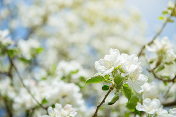 Apple blossoms. Blooming apple tree branch with large white flowers. Flowering. Spring. Beautiful natural seasonsl background with apple tree's flowers.