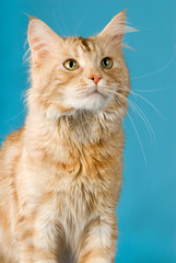 Roter Maine Coon Kater auf blauem Hintergrund
