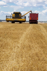 Fototapeta premium Harvesting, the combine pours grain into a large machine, a harvesting machine on an agricultural land