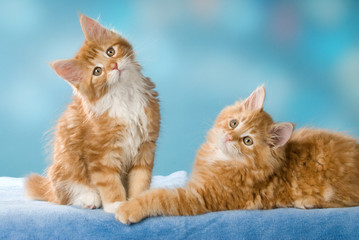 Fototapeta na wymiar Zwei Maine Coon Kätzchen auf blauem Hintergrund