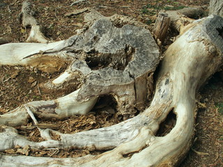 切り株と枯れ木の根