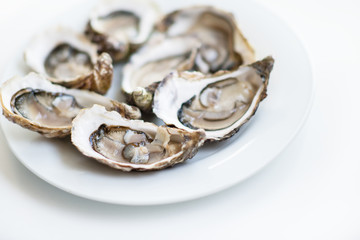 Oysters. Raw fresh oysters are on white round plate, image isolated, with soft focus. Restaurant delicacy.