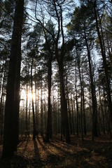 Fototapeta premium Whats in the Woods?