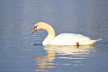 Swan on the lake