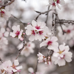 flowering almonds backgound