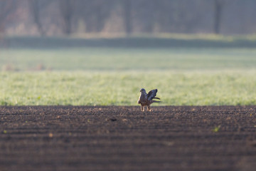 Obraz na płótnie Canvas red kite bird (milvus milvus) standing on newly plowed agricultural ground