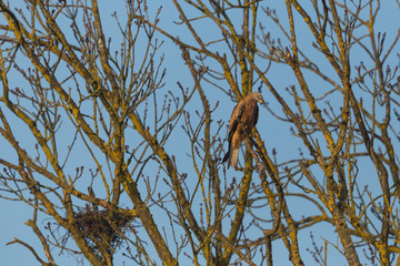red kite bird (milvus milvus) sitting on branch in tree beside nest