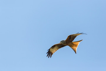 portrait flying red kite bird of prey (milvus milvus), blue sky, spread wings