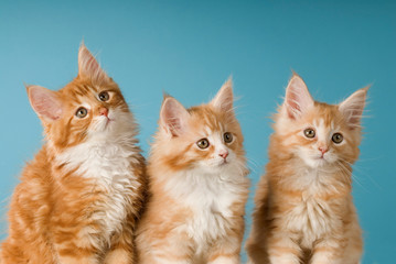 Drei Maine Coon Kätzchen auf blauem Hintergrund