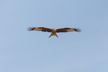 red kite bird (milvus milvus) searching prey, blue sky, spread wings