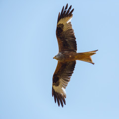portrait flying red kite bird (milvus milvus), blue sky, spread wings