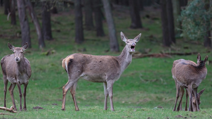 Red Deer in woods