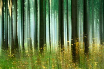 Fototapeta premium Forest of Spruce Trees in Autumn, intentionally blurred by camera shake
