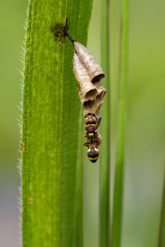 Image of Common Paper Wasp (Ropalidia fasciata) and wasp nest on nature background. Insect. Animal