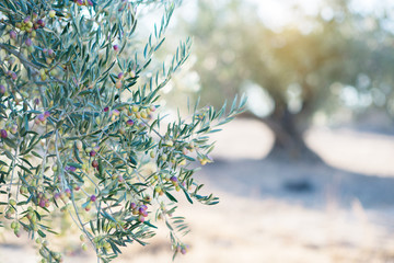 Spanish olive grove, branch detail over blured olive's tree. Raw ripe fresh olives growing in...