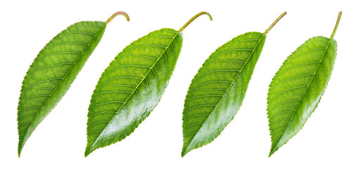 Fototapeta premium Cherry leaves isolated. Leaf on white background. With clipping path. Collection.