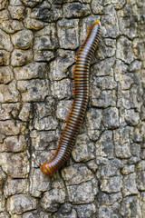 Image of a millipede on tree. Insect. Animal