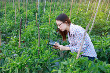 Naklejka na ściany i meble Young girl checking quality bell pepper plants by tablet. agriculture and food production concept.